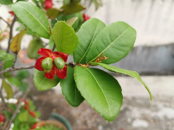 Vackra Prydnadsväxter Ochna Serrulata Växt — Stockfoto