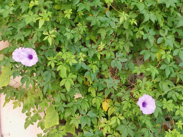 Wild Vine Morning Glory Flowers Creeping Whole Wall Abandoned House — Stock Photo, Image