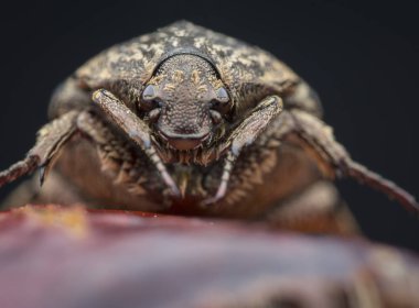 bahçe chafer böceği closeup çekim