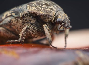 bahçe chafer böceği closeup çekim