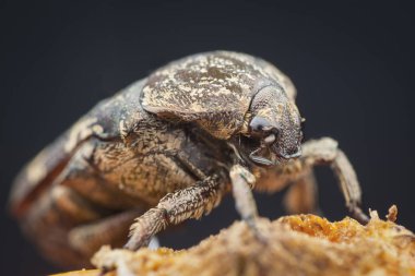 bahçe chafer böceği closeup çekim