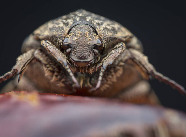 closeup shot of the garden chafer beetle
