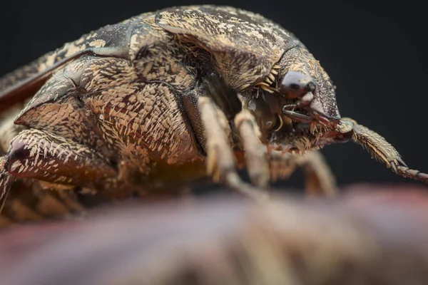 Primer Plano Del Escarabajo Chafer Jardín —  Fotos de Stock