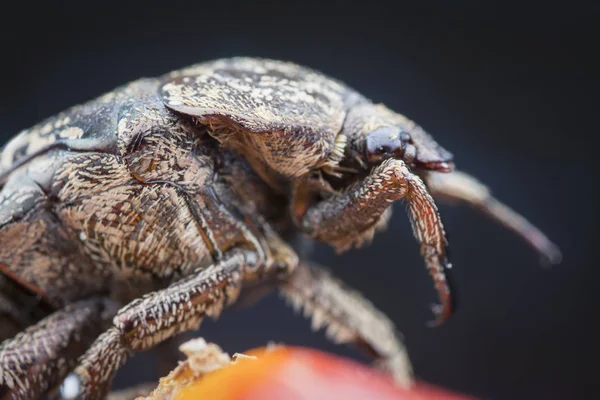 Primer Plano Del Escarabajo Chafer Jardín —  Fotos de Stock