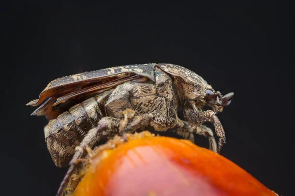 花园甲虫的特写镜头 — 图库照片