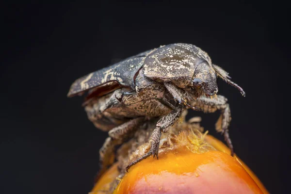 Primo Piano Colpo Del Scarafaggio Chafer Giardino — Foto Stock