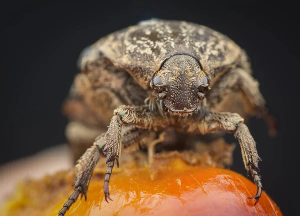 Primer Plano Del Escarabajo Chafer Jardín — Foto de Stock