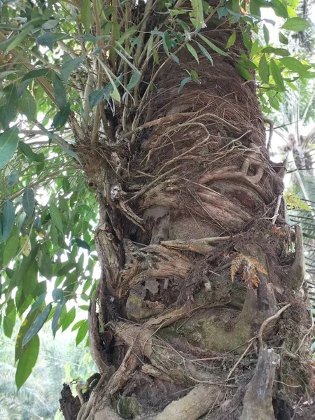 Divoké Listí Kmeni Ropného Palmového Stromu — Stock fotografie