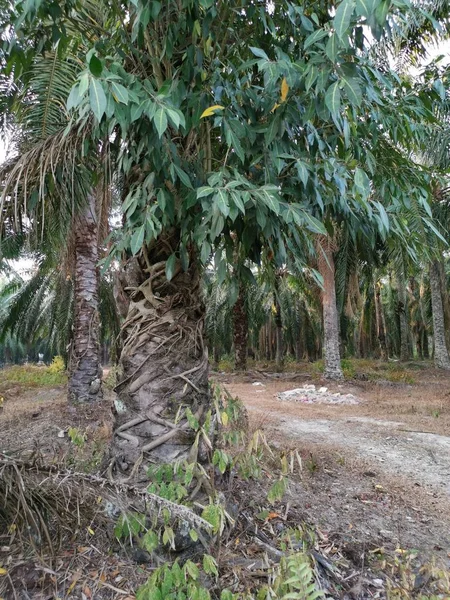 Yağ Palmiye Ağacının Gövdesinde Kökleme Vahşi Yeşillik — Stok fotoğraf