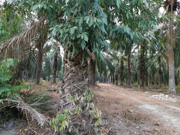 Folhagem Selvagem Enraizamento Tronco Palmeira Óleo — Fotografia de Stock