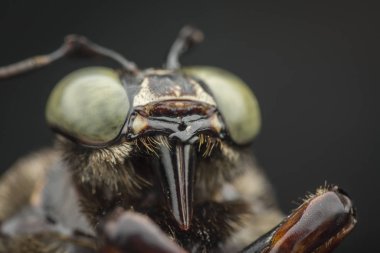 Marangoz arı nın yakın çekim çekimi