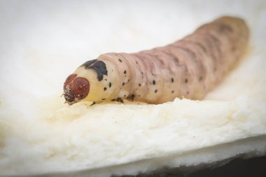 durian meyve borer larvası