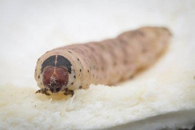 durian meyve borer larvası