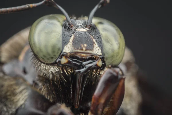 Крупный План Карпентерской Пчелы — стоковое фото