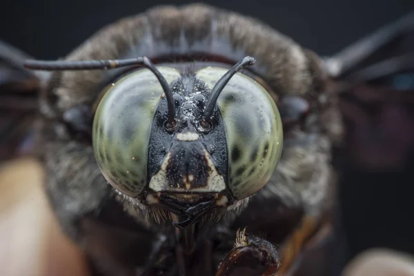 Närbild Skott Snickare Bee — Stockfoto