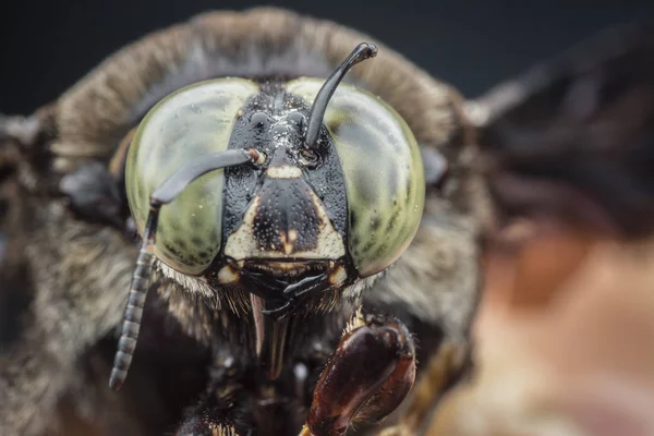 Primer Plano Abeja Carpintero — Foto de Stock