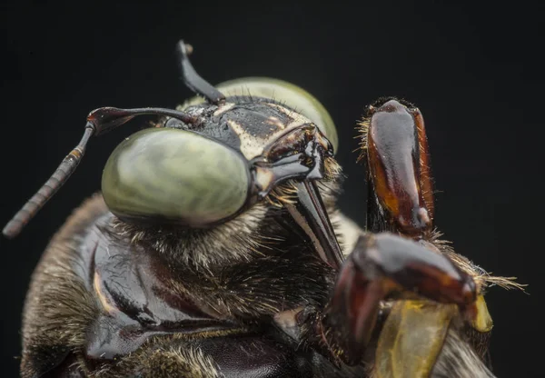 Gros Plan Abeille Charpentier — Photo