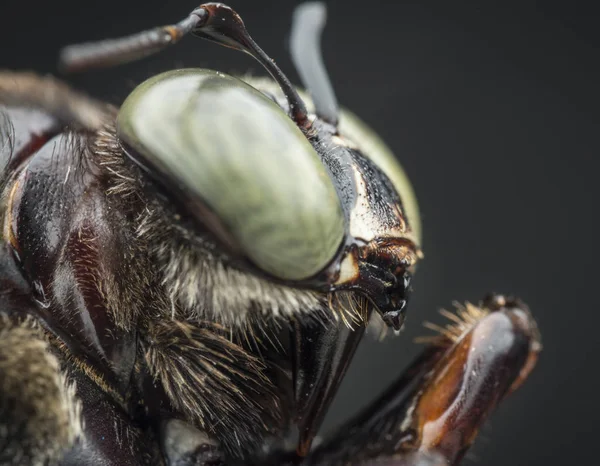 Nahaufnahme Von Zimmermannsbiene — Stockfoto