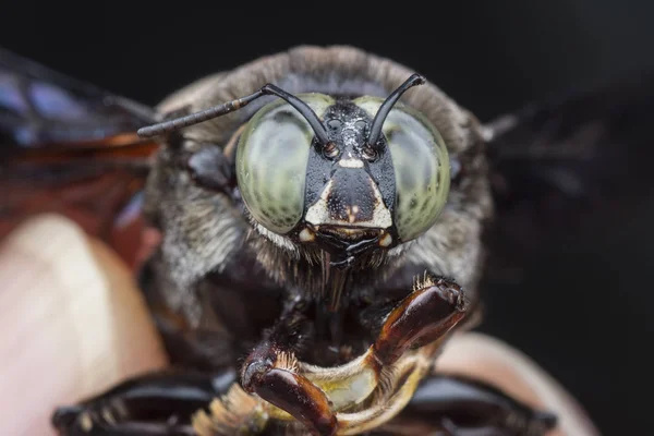 Closeup Shot Carpenter Bee — Stock Photo, Image