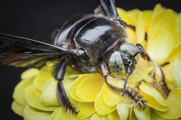 Närbild Skott Snickare Bee — Stockfoto