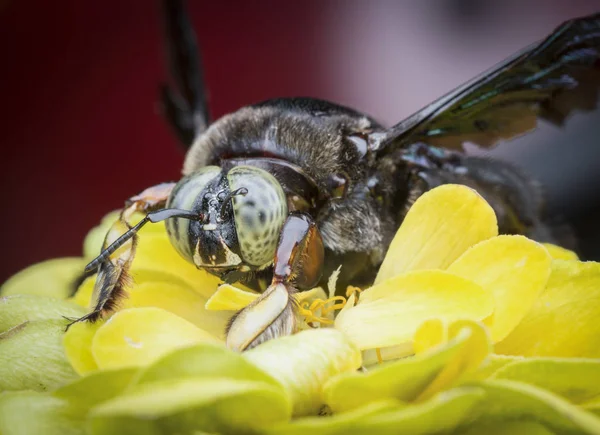 closeup shot of Carpenter bee