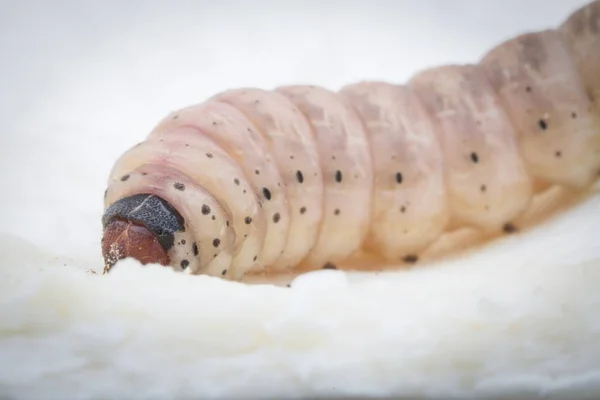 Larva Broca Fruto Duriano — Fotografia de Stock