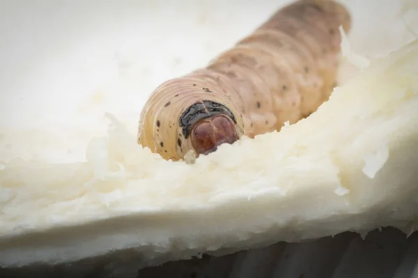 Durian Meyve Borer Larvası — Stok fotoğraf