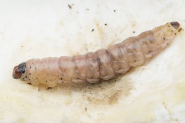 durian meyve borer larvası