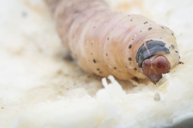 durian meyve borer larvası