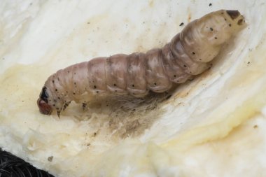 durian meyve borer larvası