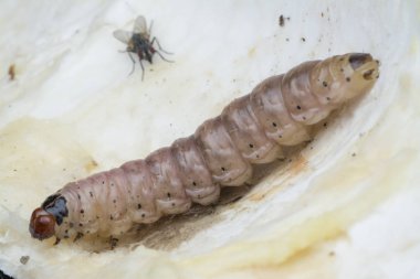 durian meyve borer larvası