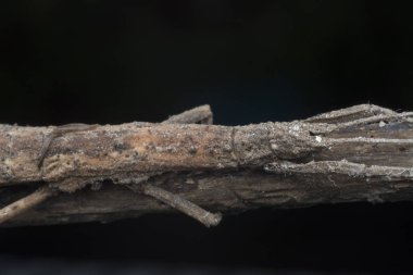 baston böceğinin yakın çekim çekimi.