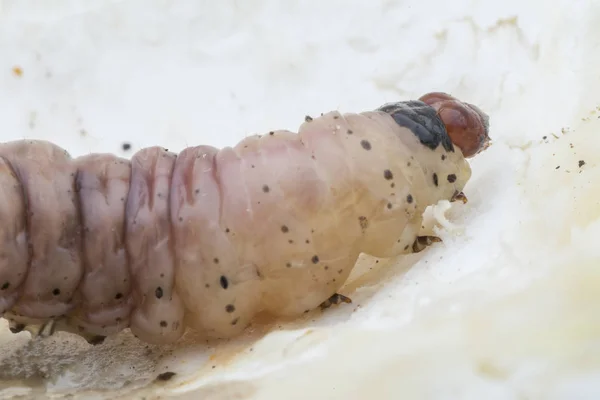 Larva Duriánského Ovocného Borce — Stock fotografie