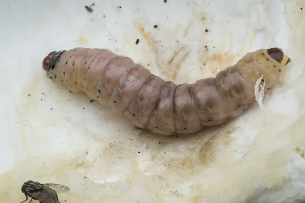 Larva Barrenador Frutas Durianas — Foto de Stock