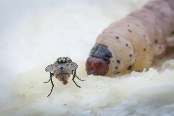 Larva Durian Fruit Borer — Stock Photo, Image