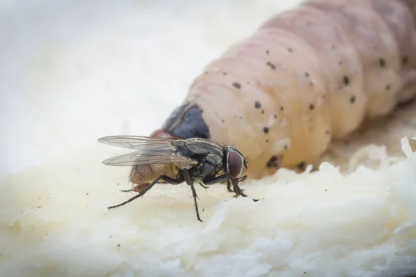 Larva Broca Fruto Duriano — Fotografia de Stock