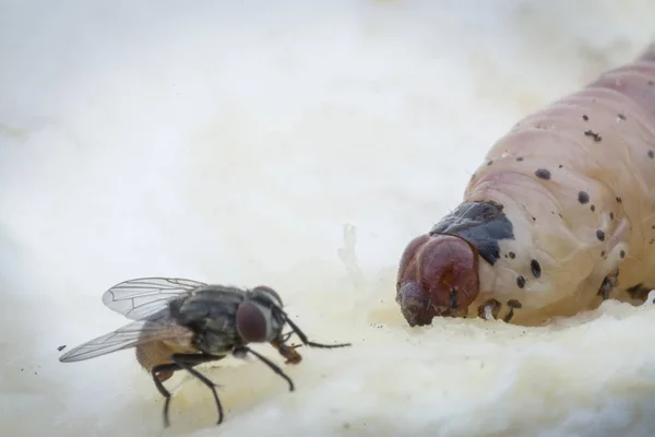 Larva Durian Fruit Borer — Stock Photo, Image