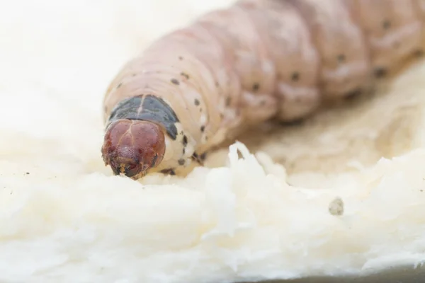 Durian Meyve Borer Larvası — Stok fotoğraf