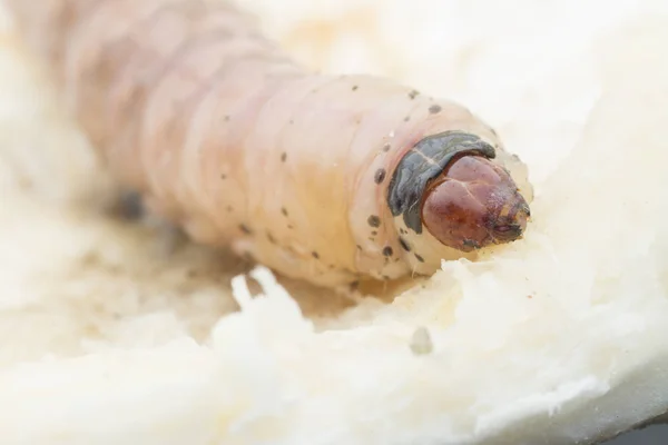 Durian Meyve Borer Larvası — Stok fotoğraf