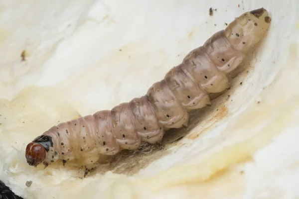 Larva Durian Fruit Borer — Stock Photo, Image