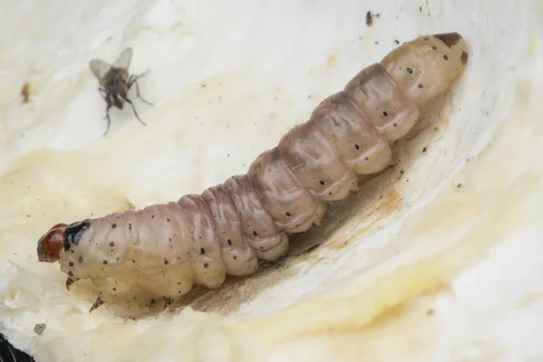 Larva Frutta Durian Borer — Foto Stock