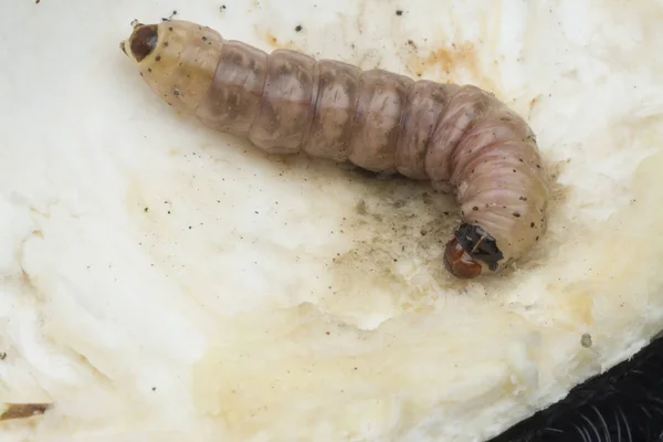 Larva Duriánského Ovocného Borce — Stock fotografie