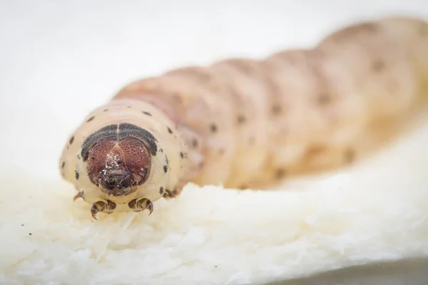 Larva Barrenador Frutas Durianas — Foto de Stock