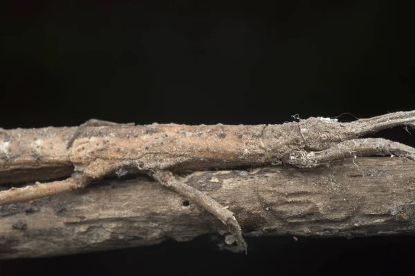 Gros Plan Insecte Bâton Marche — Photo