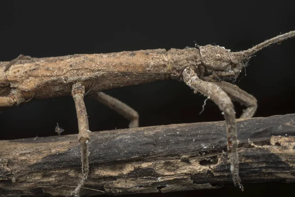 Närbild Skott Walking Stick Bug — Stockfoto