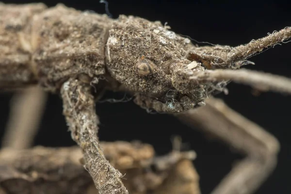 Primer Plano Del Insecto Bastón — Foto de Stock