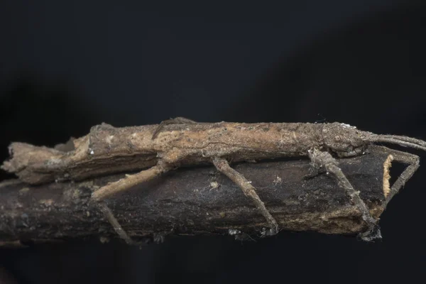 Närbild Skott Walking Stick Bug — Stockfoto