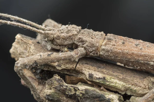 Close Shot Van Wandelstok Bug — Stockfoto