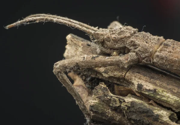 Closeup Shot Walking Stick Bug — Stock Photo, Image