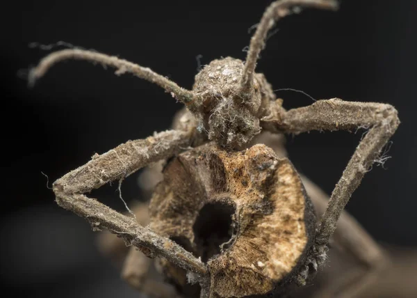 Vértes Lövés Sétapálcát Bug — Stock Fotó